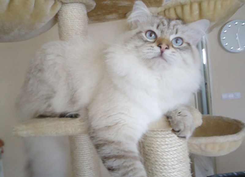 Gizmo
