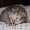 Girl: pre-reserveren (black silver tabby spotted)